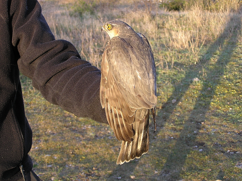 Eurasian Sparrowhawk, Sundre 20050514